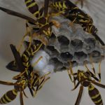 Pourquoi est-il important de faire appel à un professionnel pour enlever un nid de guêpes ?